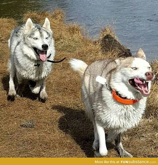 And here we have the majestic Siberian Huskies