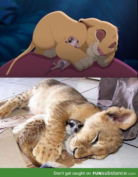 Real life Timon and Simba