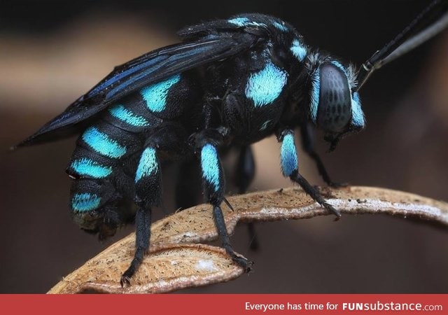 The neon cuckoo bee