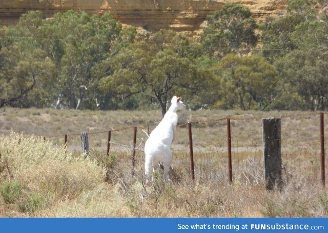 Rare albino kangaroo spotted in South Australia