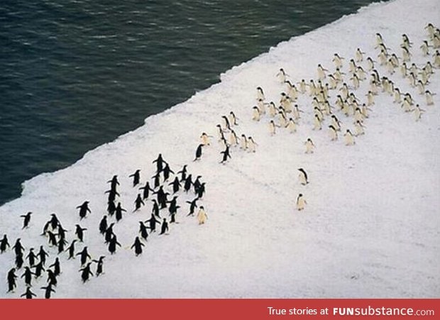 FOR ANTARCTICA!