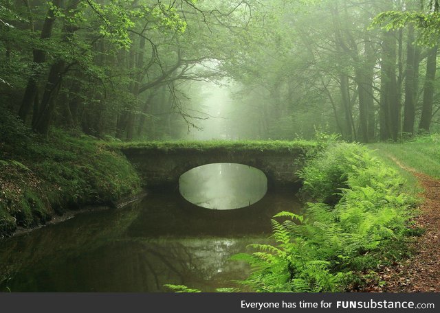 Bridge in the forest