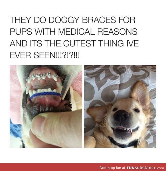 DOGGY BRACES AWWW