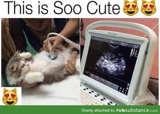 It's get a cat scan