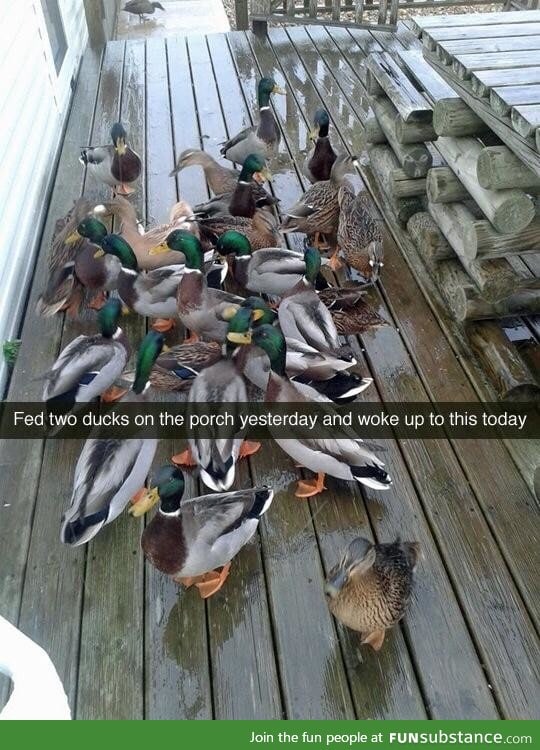 Ducks