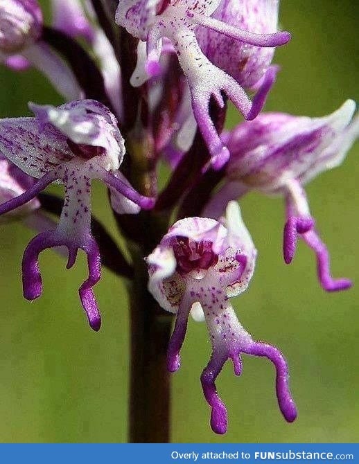 Naked man orchid