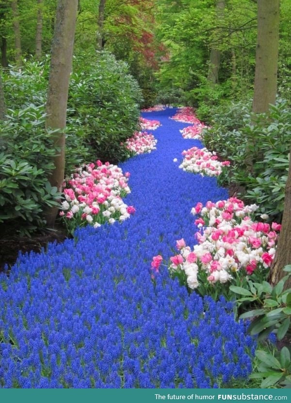 A meandering river of flowers