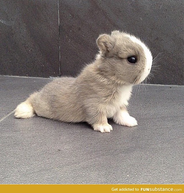 I'm in a weird emotional place where I just want everyone to be happy. Have a yoga bunny.