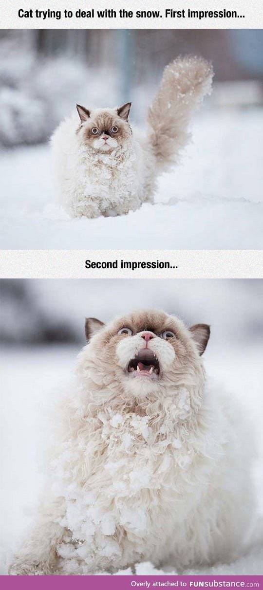 Cat vs. Snow