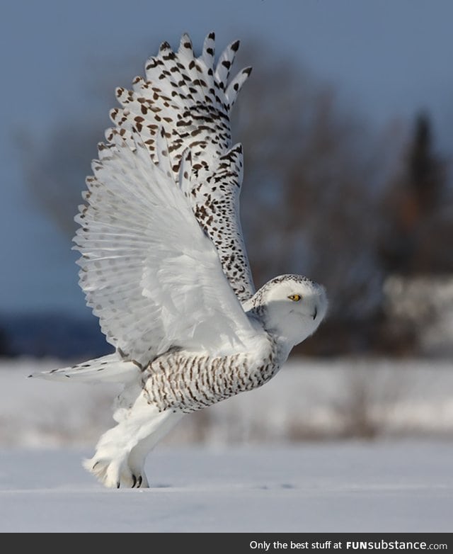 Ridiculously photogenic smug owl