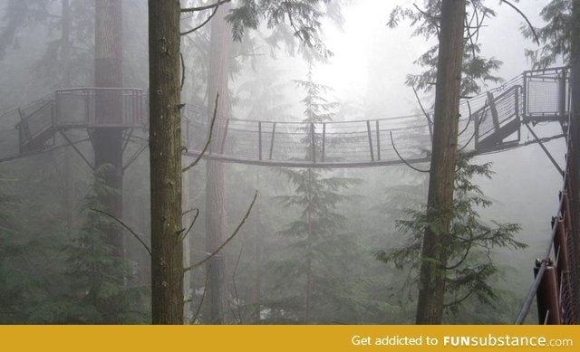 This bridge in Canada looks like it's in Endor