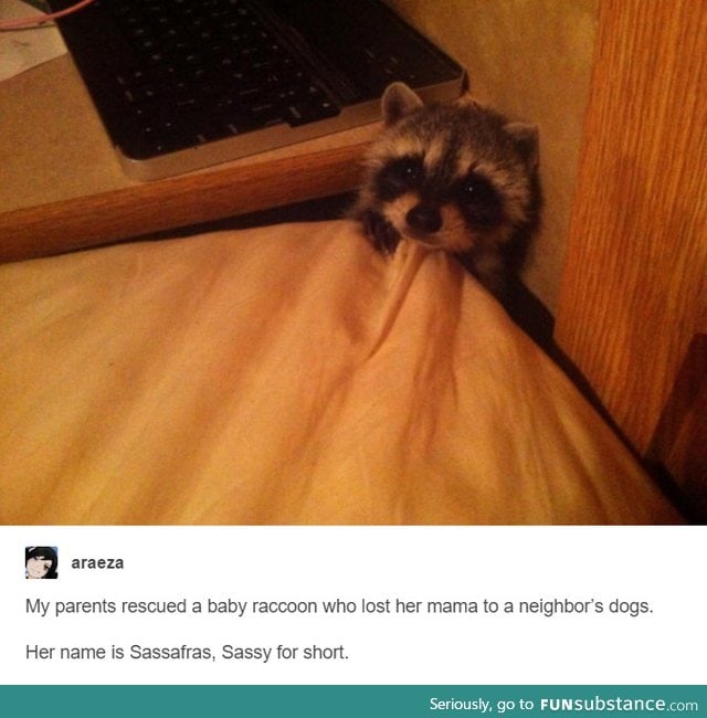 Trash panda