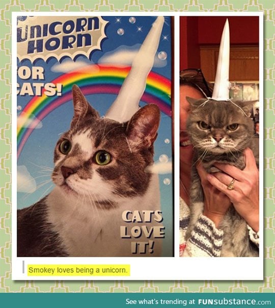 Cats just love being unicorns