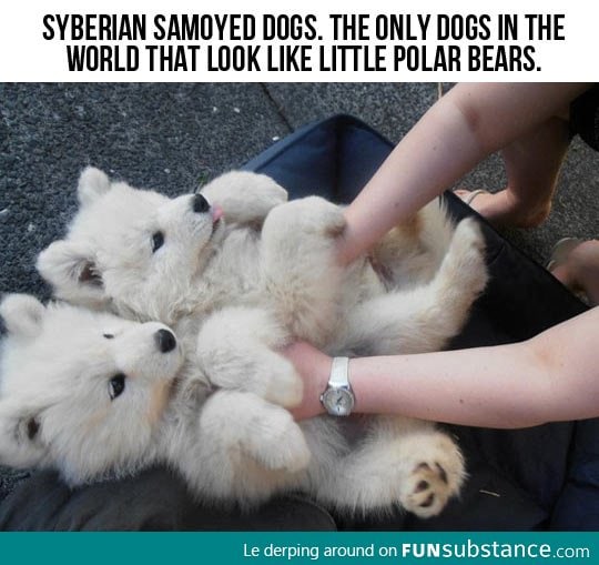 Polar Bear Dogs