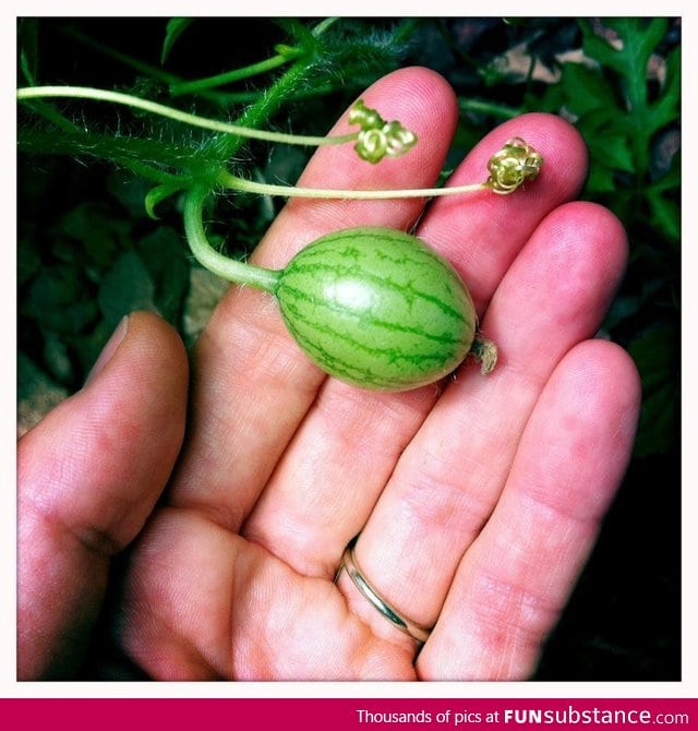 First Watermelon of Spring