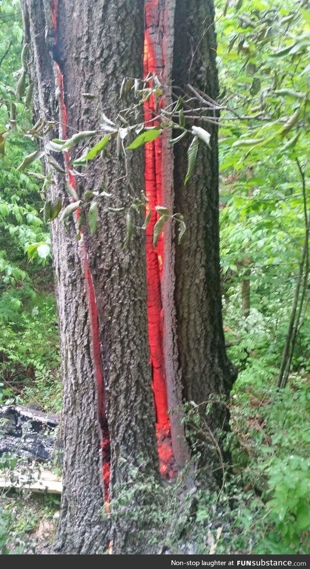 Tree burning from lightning strike