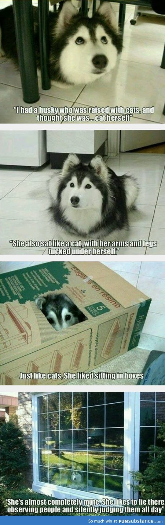 The husky that was raised by cats