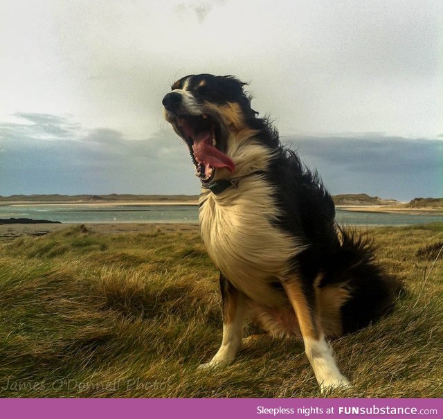 Windy day in Ireland