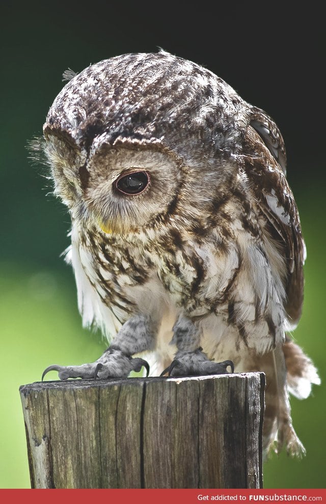 Why do owls get sad? Because no one gave a hoot