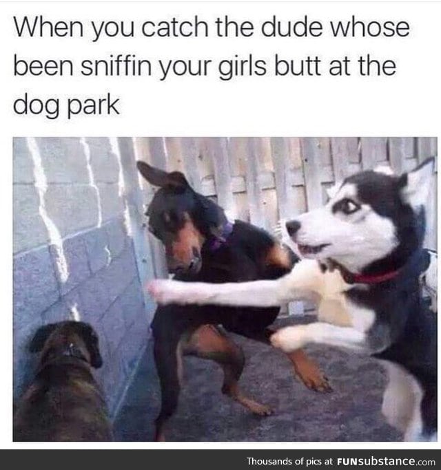 Dog fight