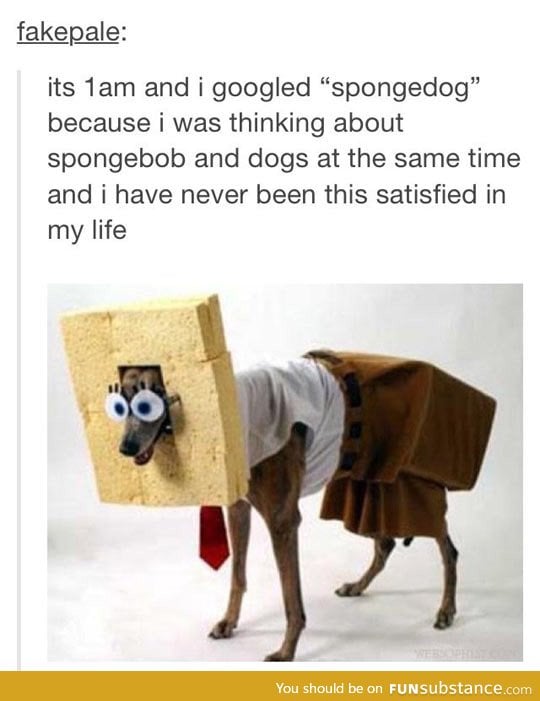 Meet Spongedog Everyone