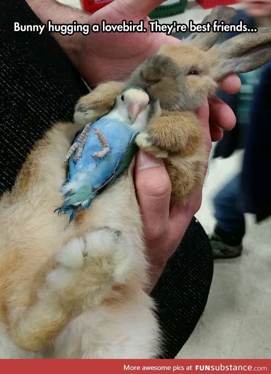 Bunny and lovebird