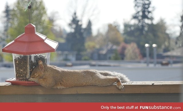 Someone put a bird feeder on the deck. And the bastard ate himself to sleep