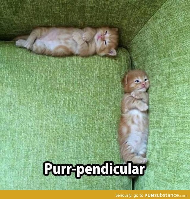 Purr-pendicular