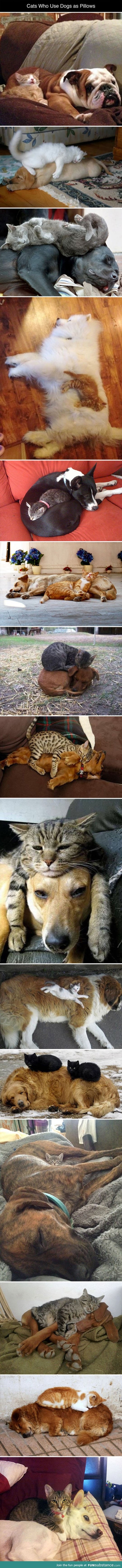 Cats who use dogs as pillows