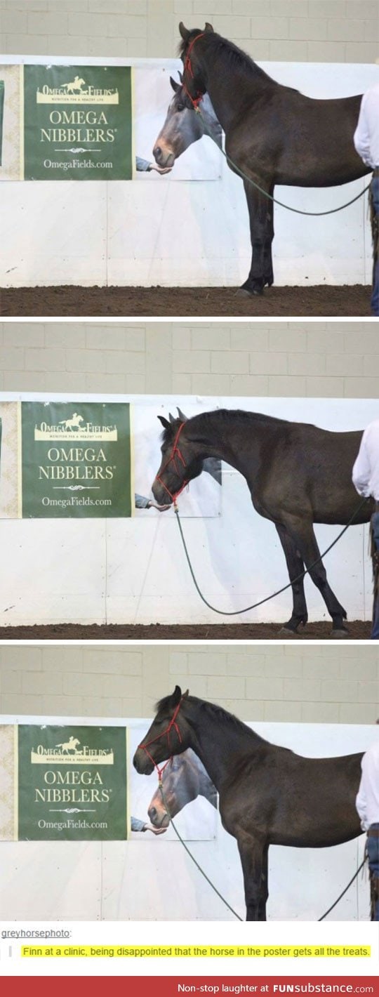 The horse wanted to eat out of a poster