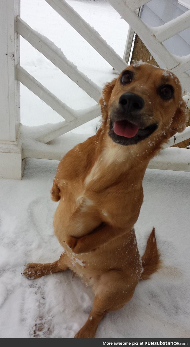 2 legs is not stopping him from having a fun snow day