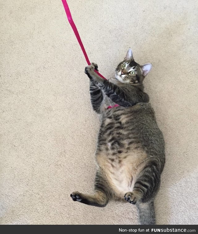 Attempting to take a very fat cat for a walk