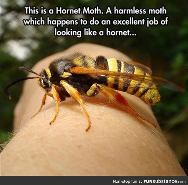 Hornet Moth