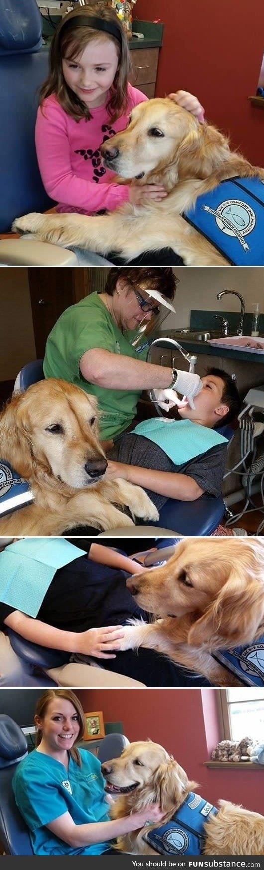 JoJo the comfort dog works at dentistry clinic to help ease patients' anxiety