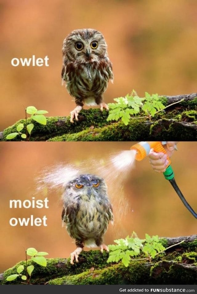 Moist Owlet anyone?