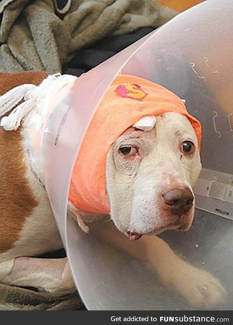 A 12-year-old pit bull named Kilo survived a bullet to the head protecting his owner.