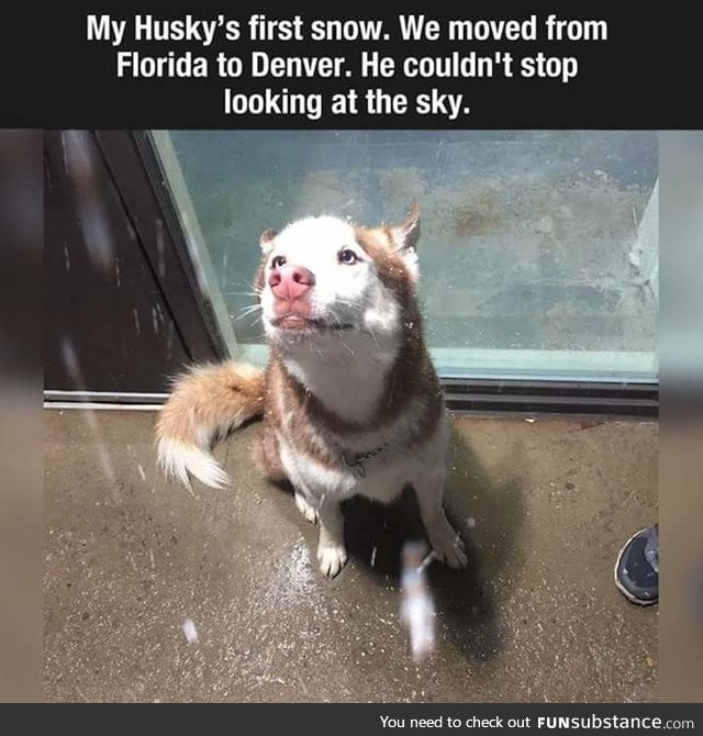 Every husky deserves to see snow