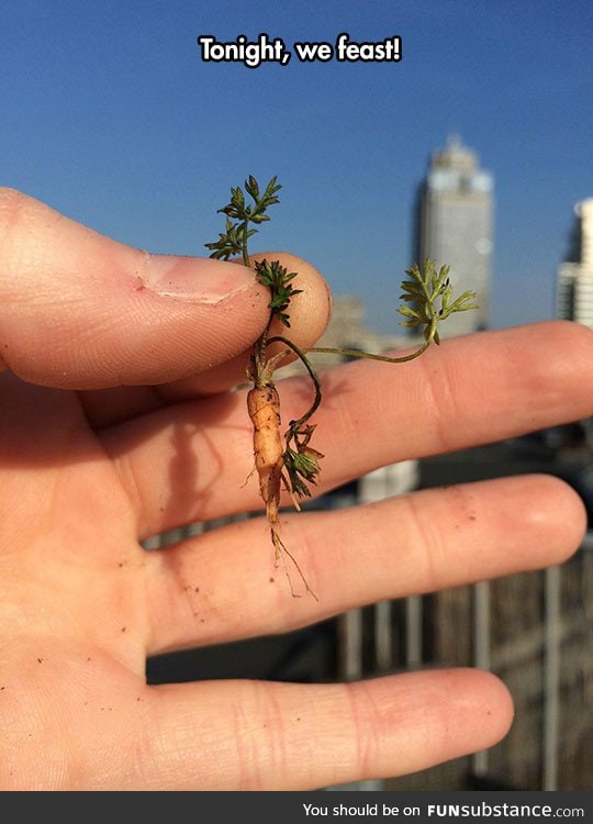 What is this? A carrot for ants?