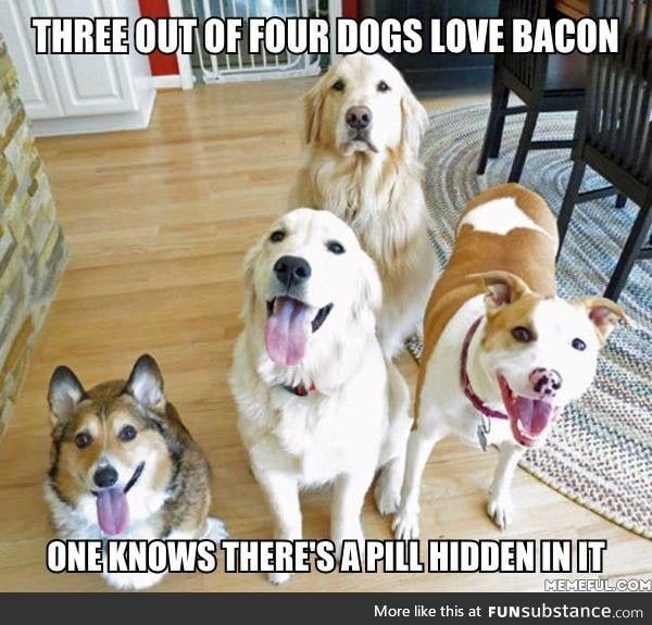 Dogs and Bacon