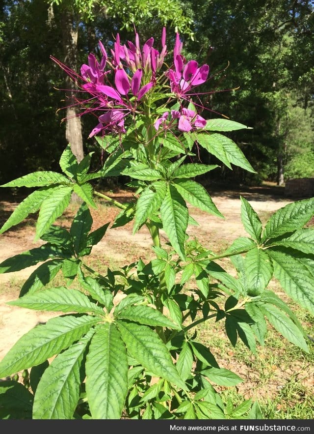 Want to screw with your neighbors? Grow 'Spider Flower', it looks like marijuana.