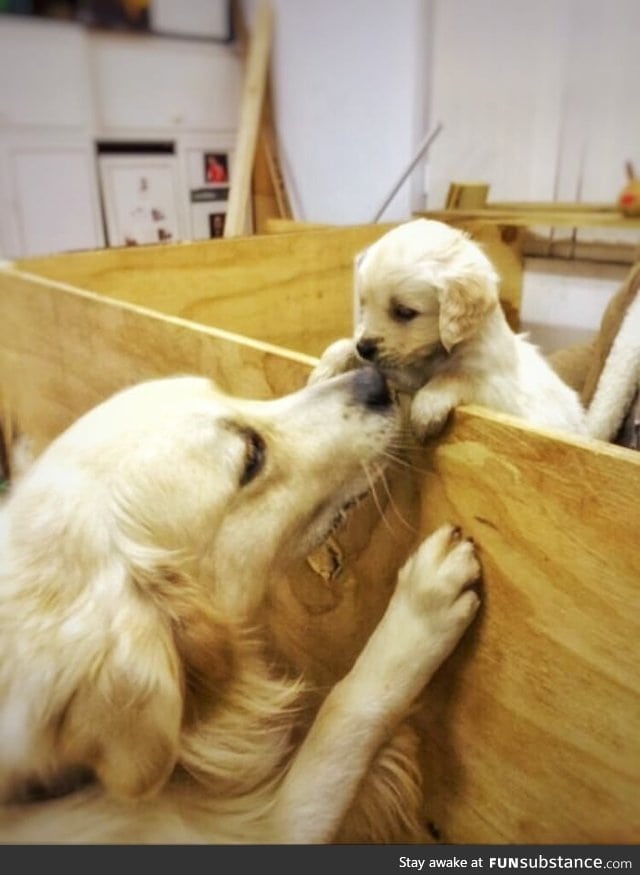 A little Golden Retriever puppy saying hello to her mother