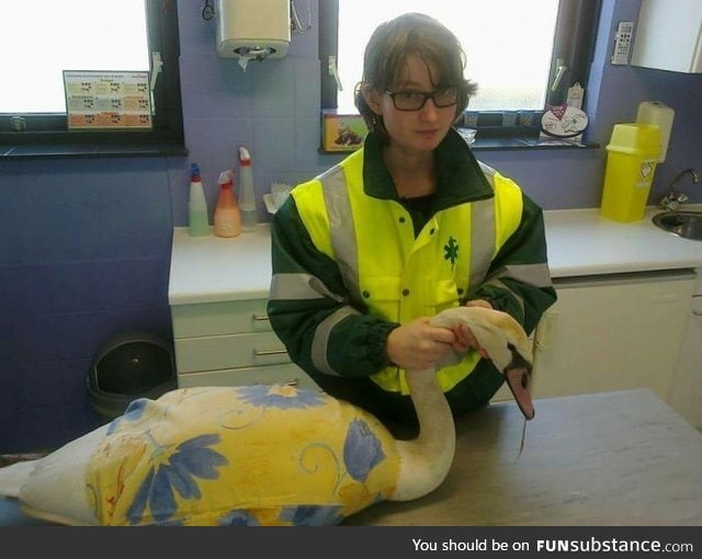 Does your country have an "animal ambulance"? In the Netherlands they do