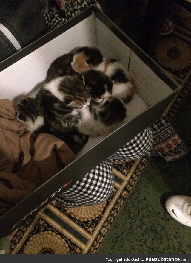 Found a bunch of kittens that were abandoned along with their sick mom