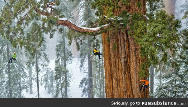 The President, the second most massive tree known on Earth