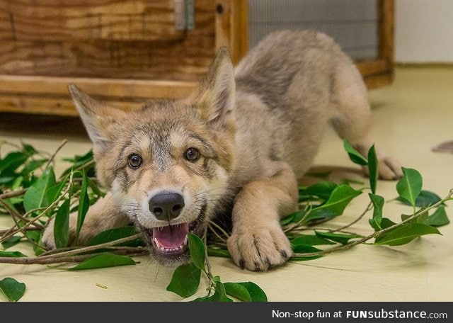 Day 526 of your daily dose of cute: I have a leaf