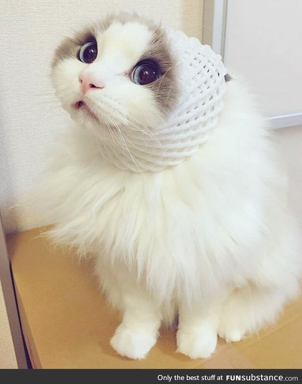 I just died because of the cuteness of this cat