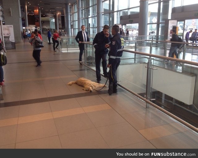 High quality Colombian airport security and drug sniffer dog