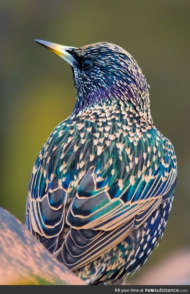 Starling