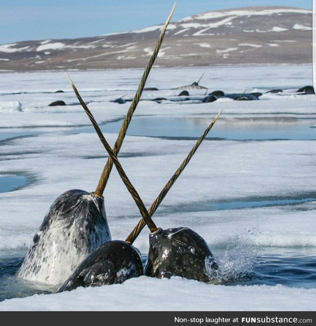 Let's all take a moment to appreciate the fact that Narwhals are real