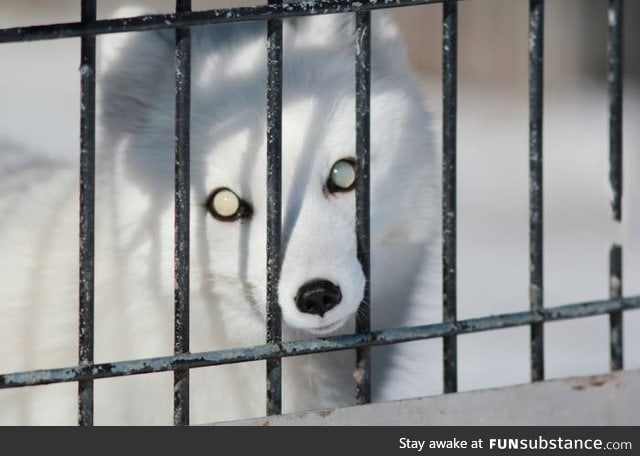 Young Arctic Fox that was born blind